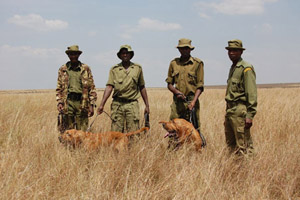 Our Bloodhounds in Kenya, Africa